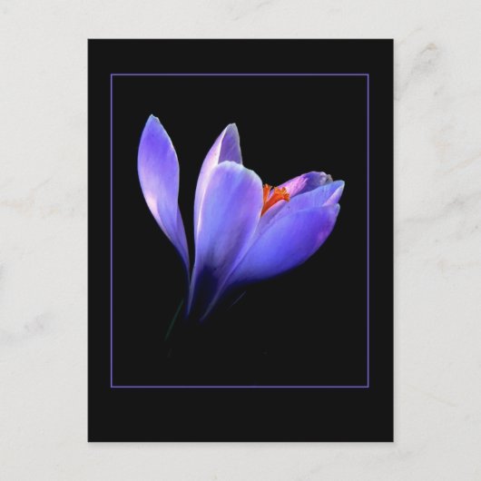 Paarse CROCUS Briefkaart (Voorkant)