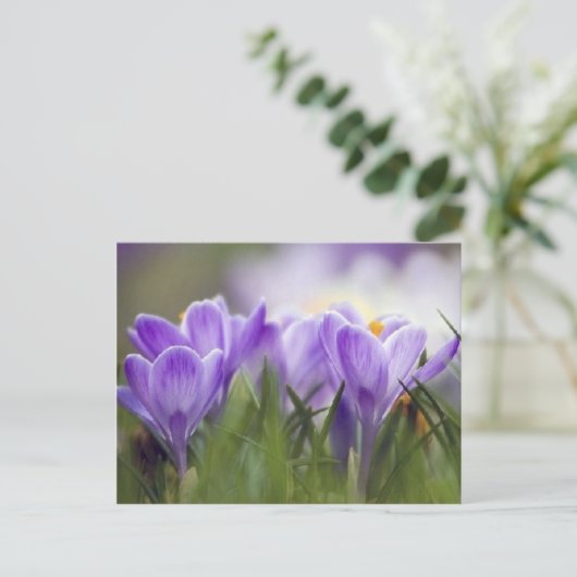 paarse crocus briefkaart (Staand voorkant)