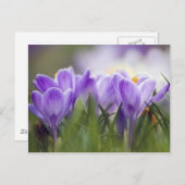 paarse crocus briefkaart (Voorkant / Achterkant)
