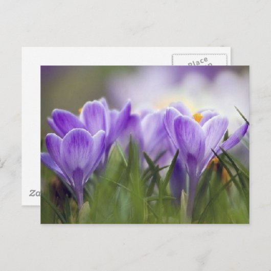 paarse crocus briefkaart (Voorkant / Achterkant)