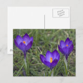 paarse crocus briefkaart (Voorkant / Achterkant)