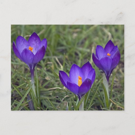 paarse crocus briefkaart (Voorkant)