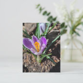 Paarse Crocus Eerste Bloem van Maart 2026 Briefkaart (Staand voorkant)