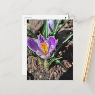 Paarse Crocus Eerste Bloem van Maart 2026 Briefkaart