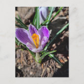 Paarse Crocus Eerste Bloem van Maart 2026 Briefkaart (Voorkant)
