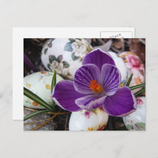 Paarse crocus en haaspaaseieren feestdagenkaart (Voorkant / Achterkant)