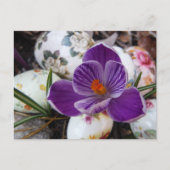 Paarse crocus en haaspaaseieren feestdagenkaart (Voorkant)