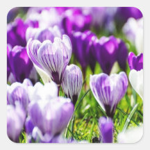 Paarse Crocus Envelope Afdichtingen en Stickers