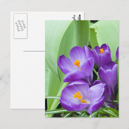 Paarse Crocus Flowers Briefkaart (Voorkant / Achterkant)