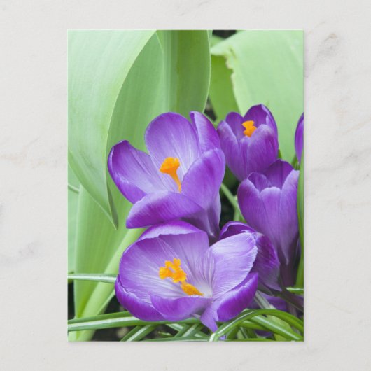 Paarse Crocus Flowers Briefkaart (Voorkant)