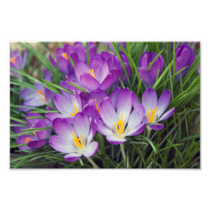 Paarse Crocus Flowers in het voorjaar Foto Afdruk