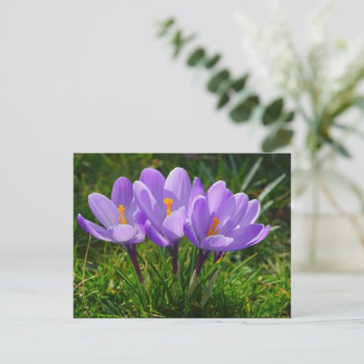 Paarse Crocus Foto Briefkaart (Staand voorkant)