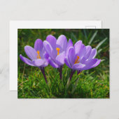 Paarse Crocus Foto Briefkaart (Voorkant / Achterkant)