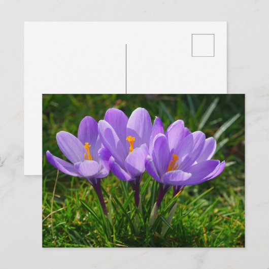 Paarse Crocus Foto Briefkaart (Voorkant / Achterkant)