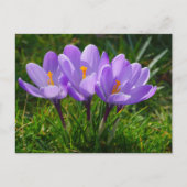 Paarse Crocus Foto Briefkaart (Voorkant)