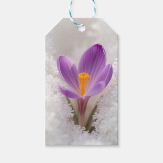 Paarse Crocus Lente Ontwaken Cadeaulabel (Voorkant)