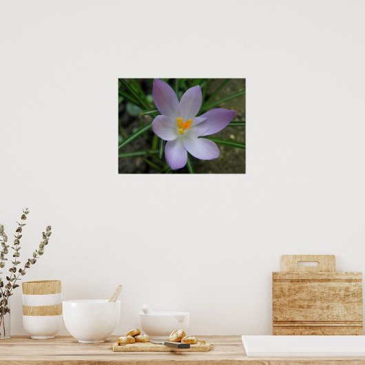 Paarse Crocus Macro Print (Keuken)