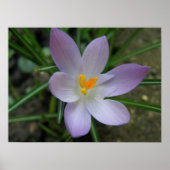 Paarse Crocus Macro Print (Voorkant)