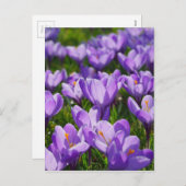 Paarse Crocus Pasen Groet Ansichtkaart Feestdagenkaart (Voorkant / Achterkant)