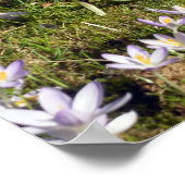 Paarse Crocus Poster (Hoek)