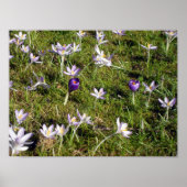 Paarse Crocus Poster (Voorkant)