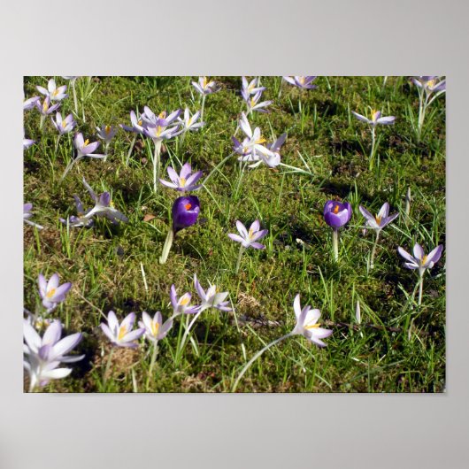 Paarse Crocus Poster (Voorkant)