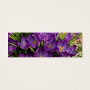 Paarse Crocuses DSC5938 Mini Visitekaartjes