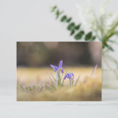 Paarse Crocuses Natuur Fotokaart (Staand voorkant)