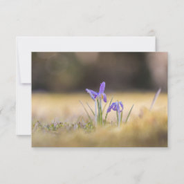 Paarse Crocuses Natuur Fotokaart