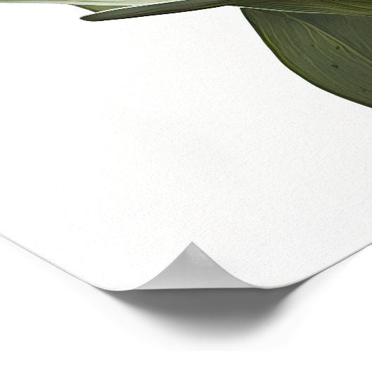 Paarse Curcuma Bloem Art Print Poster (Hoek)