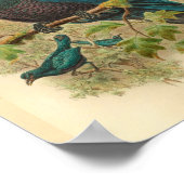 Paarse Curl Crested Manucode Bird Print (Hoek)