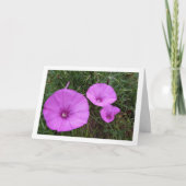 Paarse Dagwinde, Kaasjeskruid Wilde Bloemen Kaart (Voorkant)