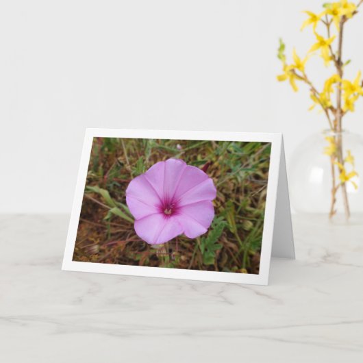 Paarse Dagwinde, Kaasjeskruid Winde Wilde Bloem Kaart (Gele Bloem)