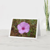 Paarse Dagwinde, Mallow-winde Wilde Bloem Kaart (Voorkant)