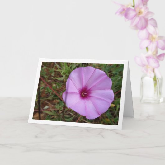 Paarse Dagwinde, Malva-winde Wilbloem Kaart (Orchidee)