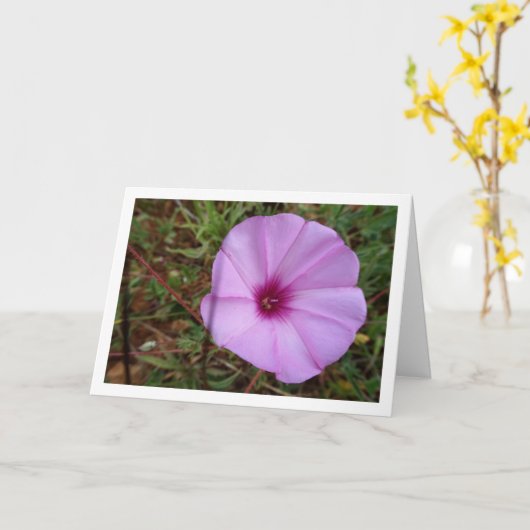 Paarse Dagwinde, Malva-winde Wilbloem Kaart (Gele Bloem)