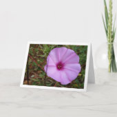 Paarse Dagwinde, Malva-winde Wilbloem Kaart (Voorkant)