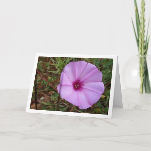 Paarse Dagwinde, Malva-winde Wilbloem Kaart (Voorkant)