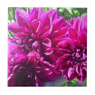 Paarse Dahlia Bloem Tegels Tegeltje