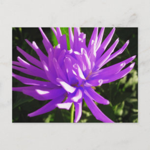 Paarse dahlia briefkaart