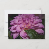paarse dahlia flower RSVP trouwuitnodiging (Achterkant)