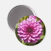 Paarse Dahlia Magnet (Voorkant / Achterkant)