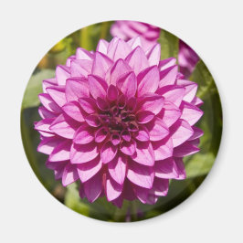 Paarse Dahlia Magnet