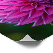 Paarse dahlia poster (Hoek)