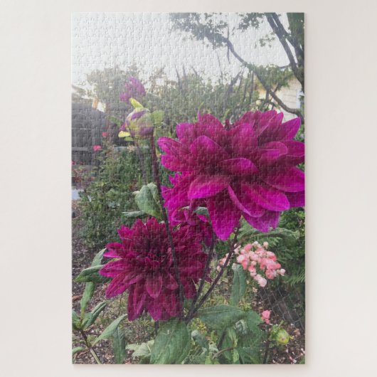 Paarse Dahlia, San Mateo Legpuzzel (Verticaal)