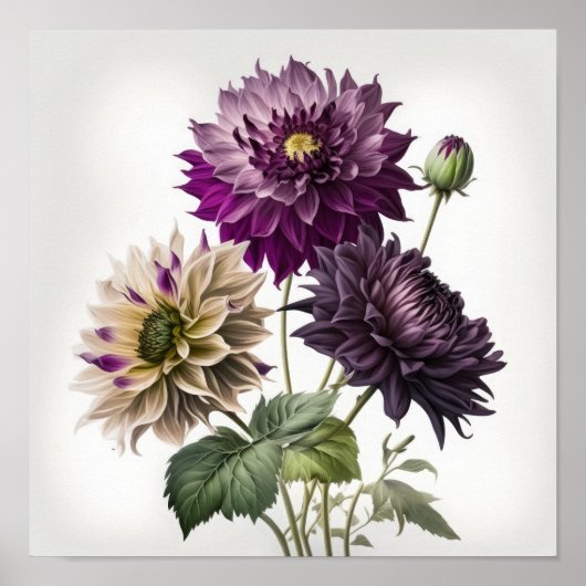 Paarse Dahlias Flower Art Print Poster (Voorkant)