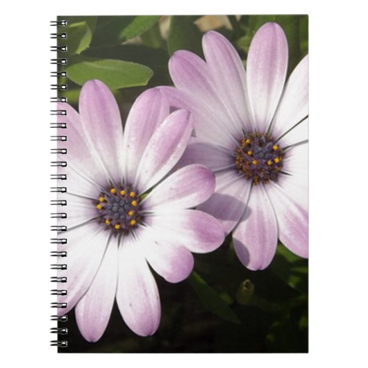 Paarse Daisies Notitieboek (Voorkant)