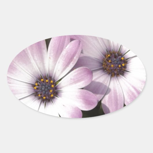 Paarse Daisies Ovale Sticker (Voorkant)