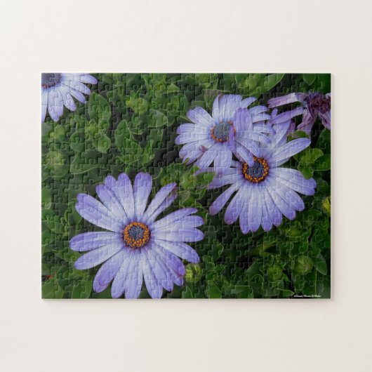 Paarse Daisies Puzzle Legpuzzel (Horizontaal)