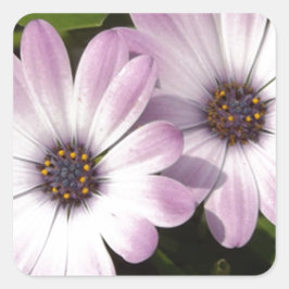 Paarse Daisies Vierkante Sticker